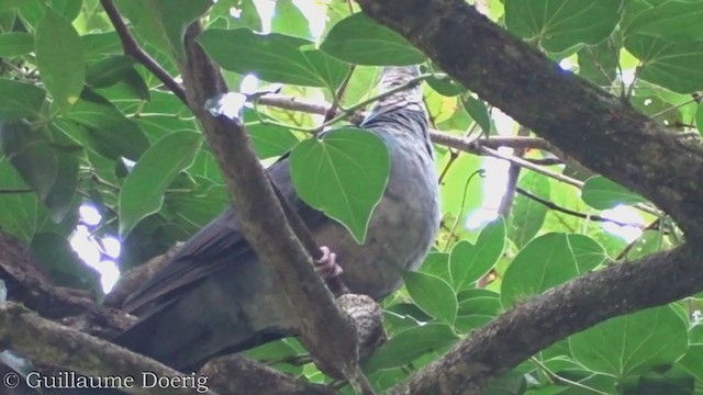 Pigeon leucomèle - ML385183701