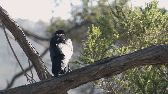 Corbeau d'Australie - ML385184091