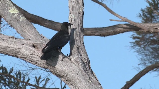 Australian Raven - ML385184261