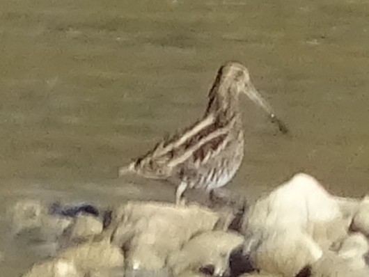 Common Snipe - ML385184851