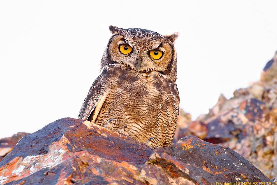 Lesser Horned Owl - ML385185321