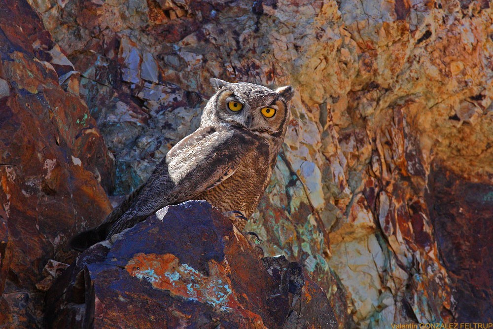 Lesser Horned Owl - ML385185331