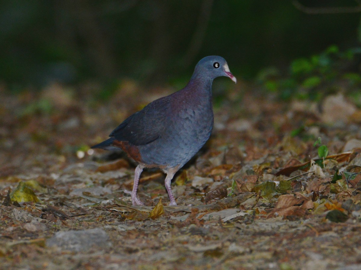 White-fronted Quail-Dove - ML38518601