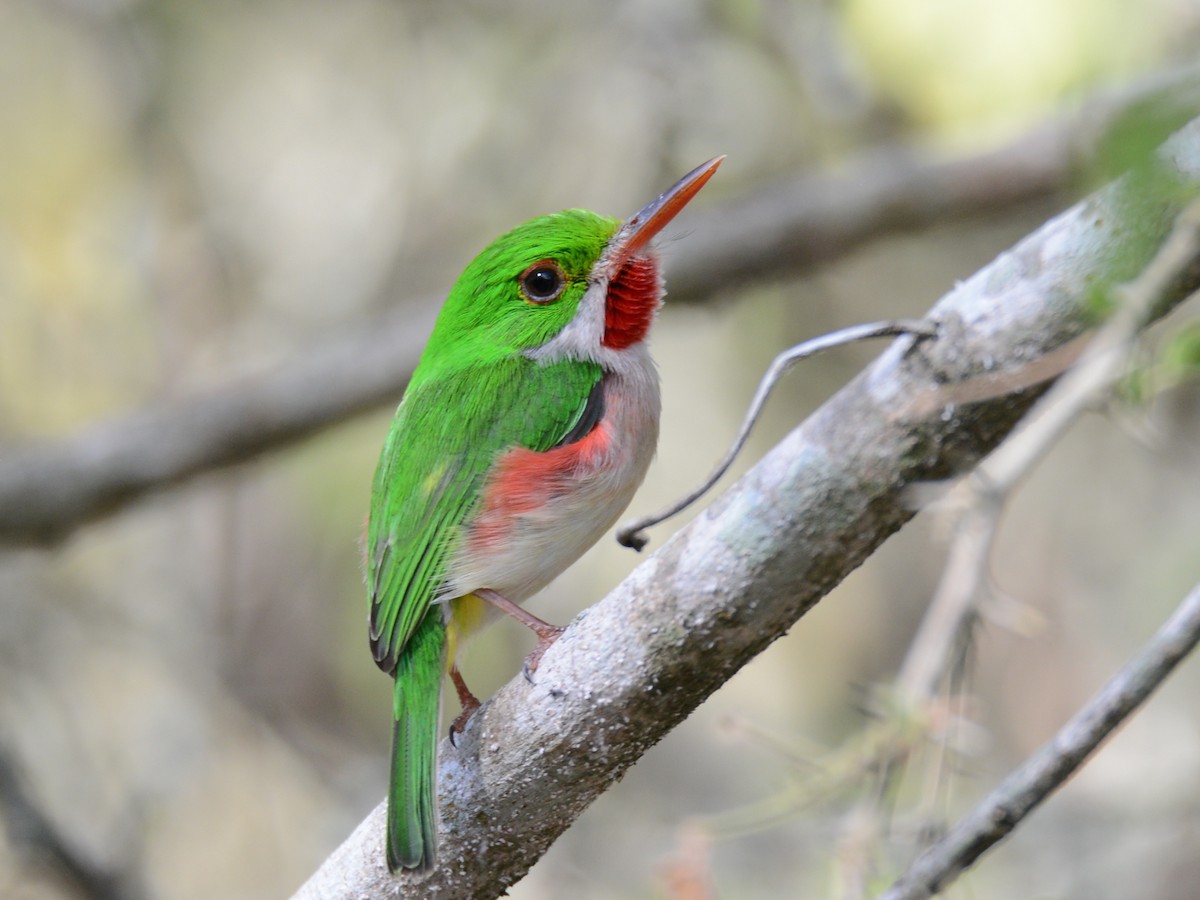 Broad-billed Tody - Alan Van Norman