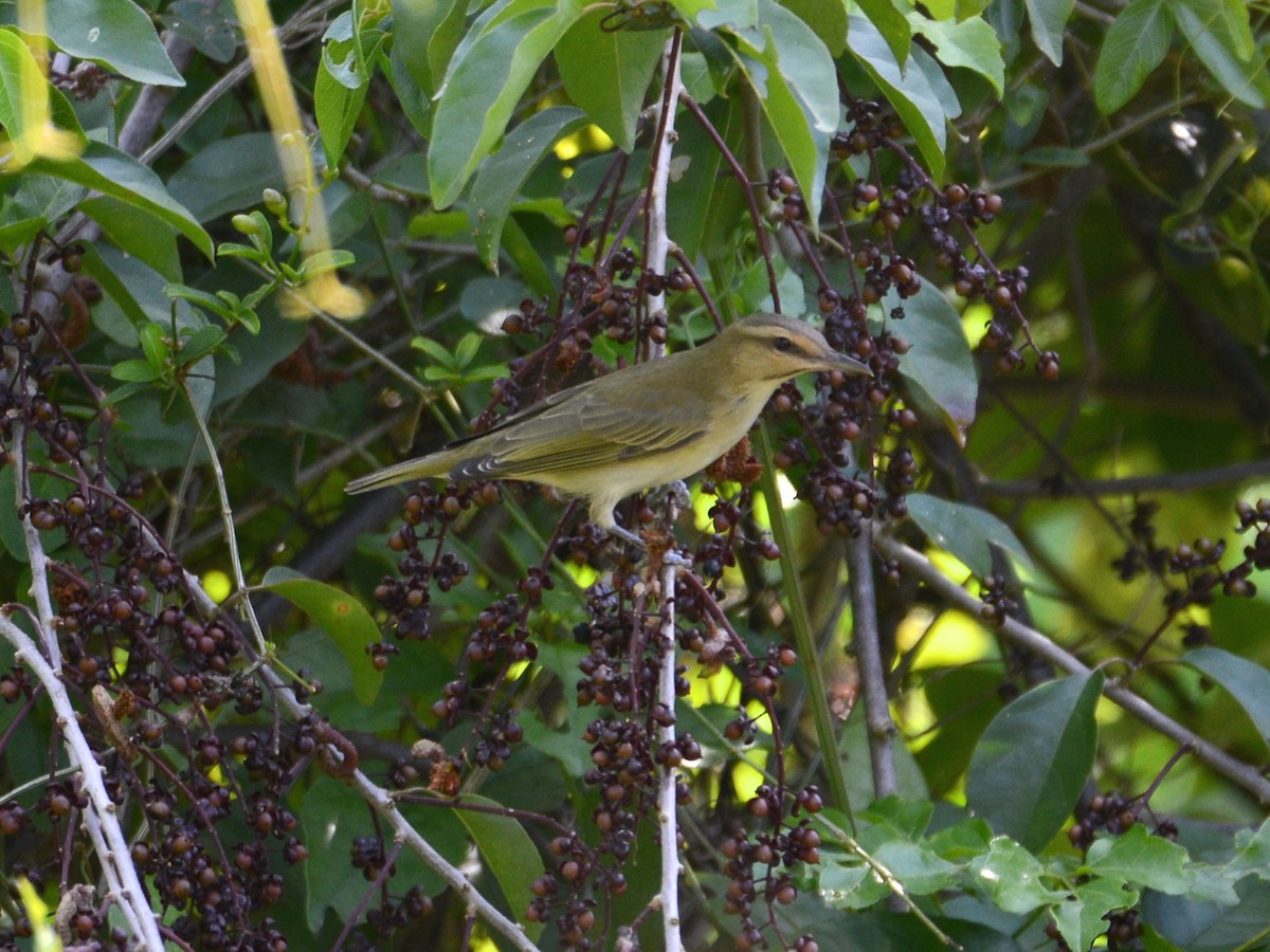 Black-whiskered Vireo - ML38518731