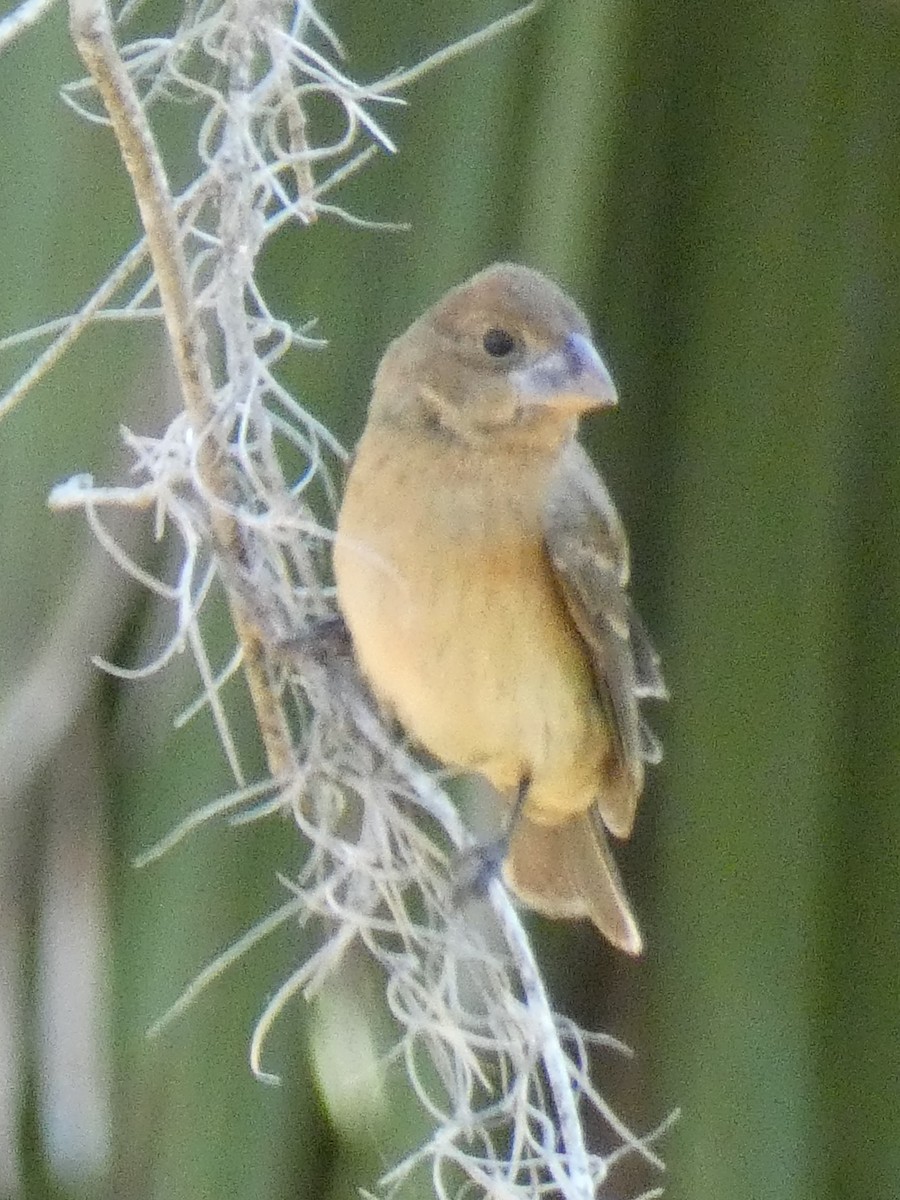 Blue Grosbeak - Jim Mott