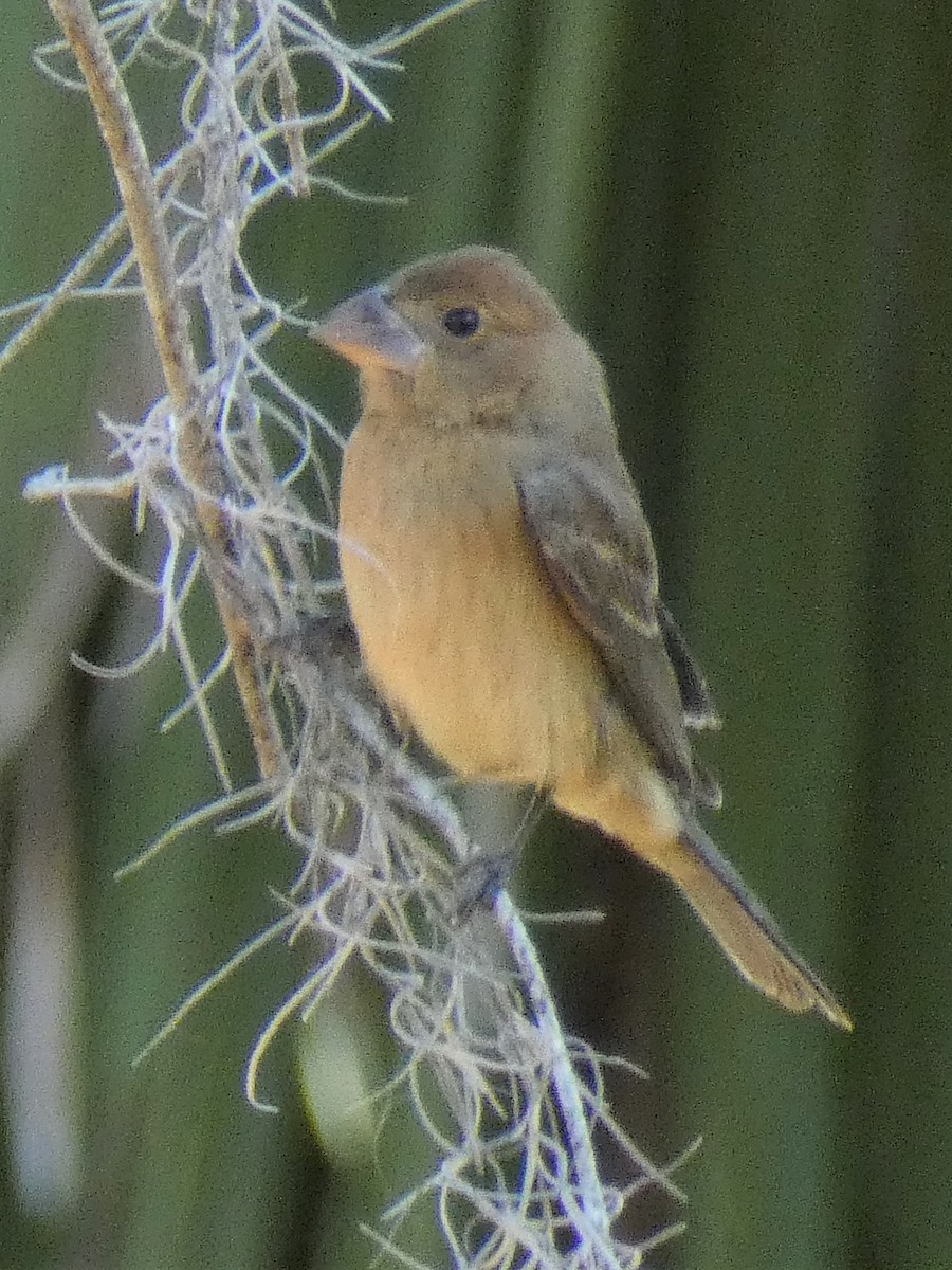 Blue Grosbeak - ML385187901