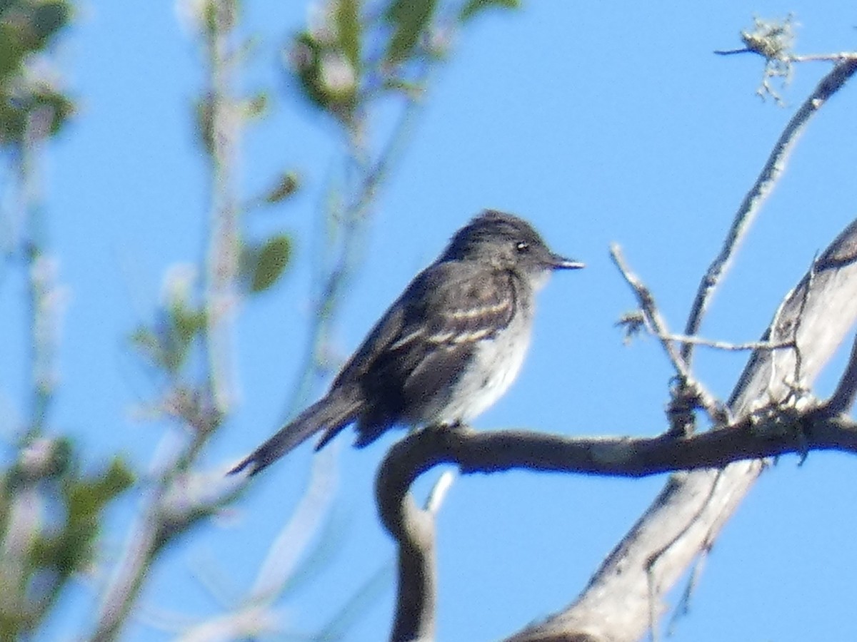 Eastern Phoebe - ML385187921