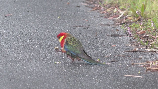 ココノエインコ - ML385187931