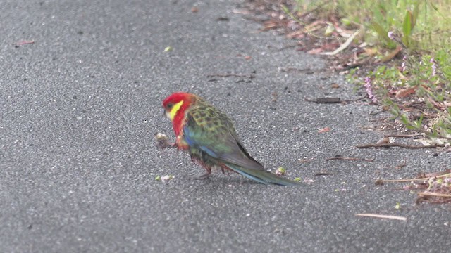 Western Rosella - ML385187931