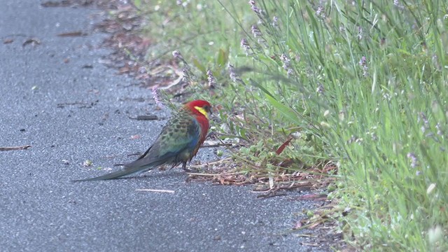 ココノエインコ - ML385187971