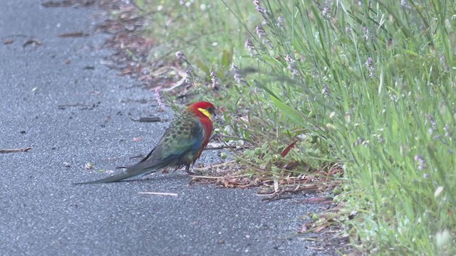 Western Rosella - ML385187971