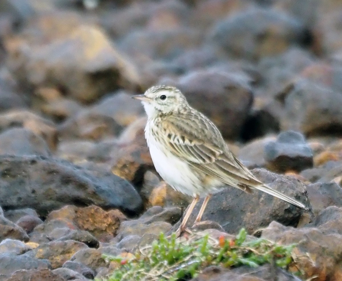 Eurasian Skylark - ML385188051