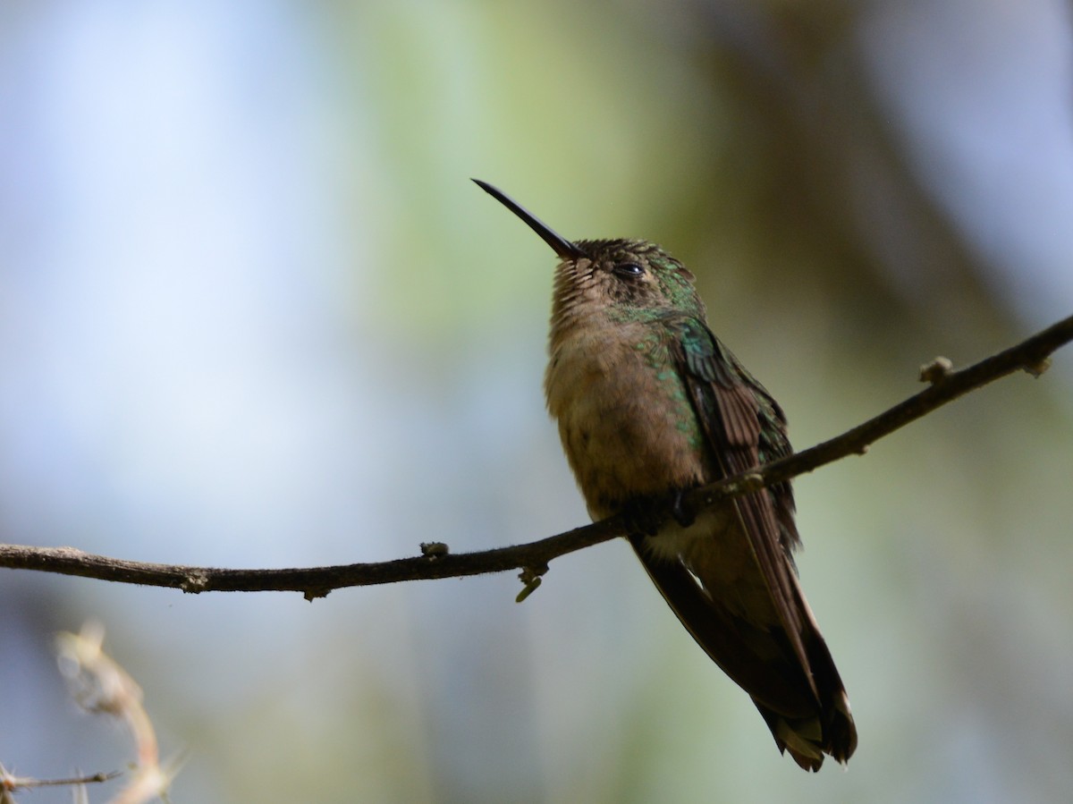 kolibřík haitský - ML38518821