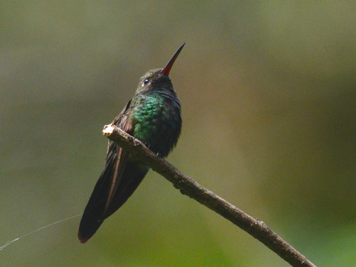 kolibřík haitský - ML38518831