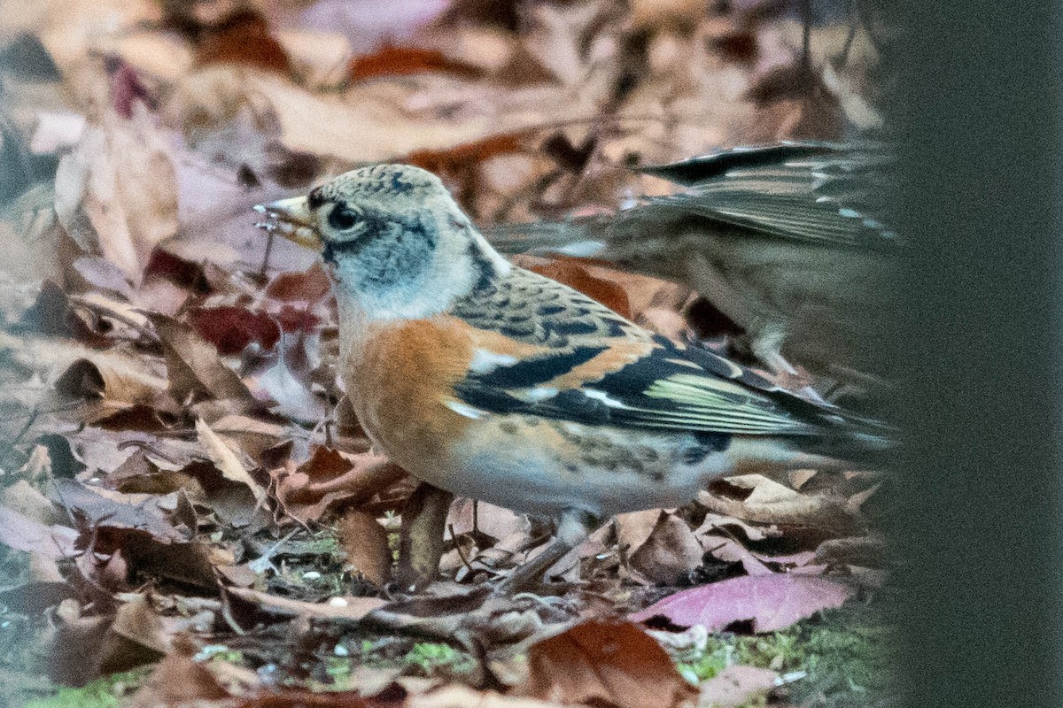 Brambling - ML385188851