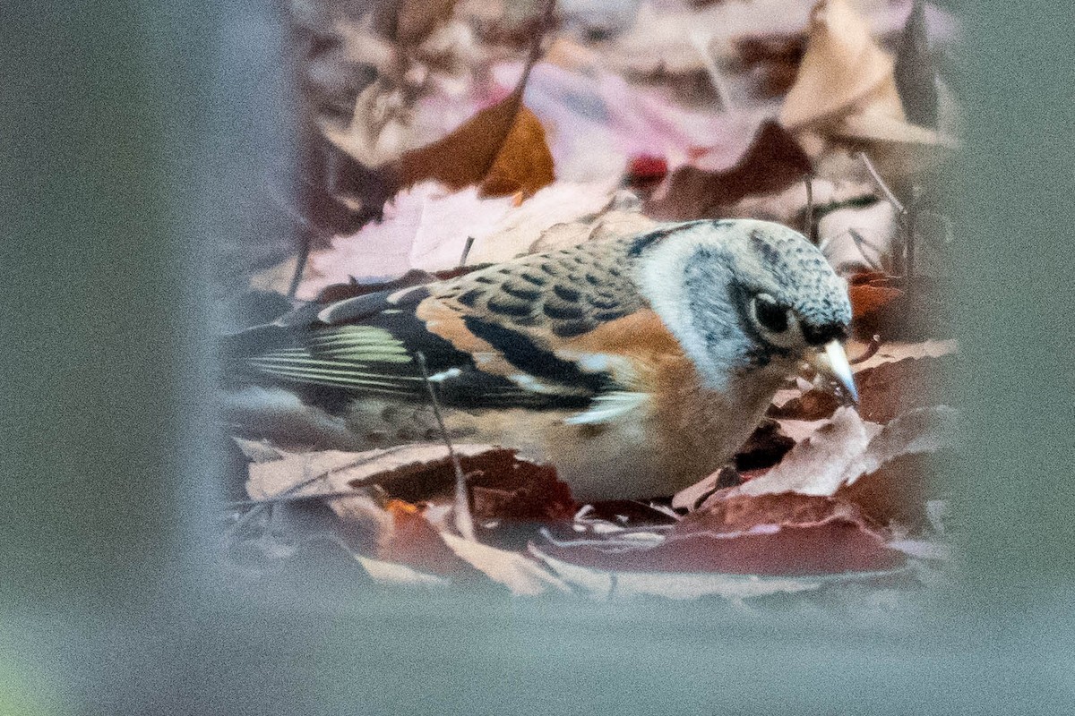 Brambling - ML385188861