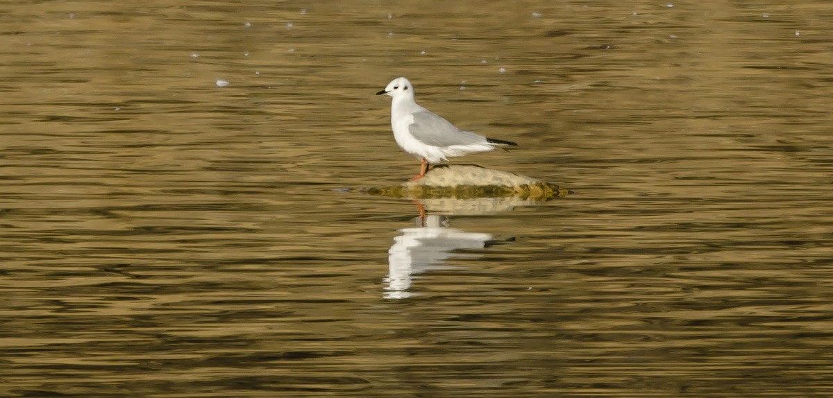 Mouette de Bonaparte - ML385188941