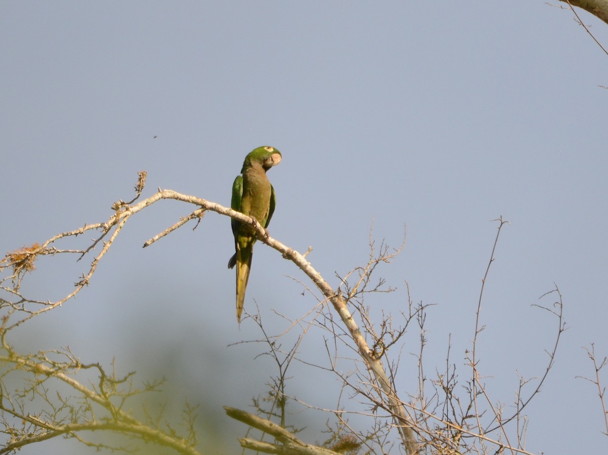 Olive-throated Parakeet - ML38518991
