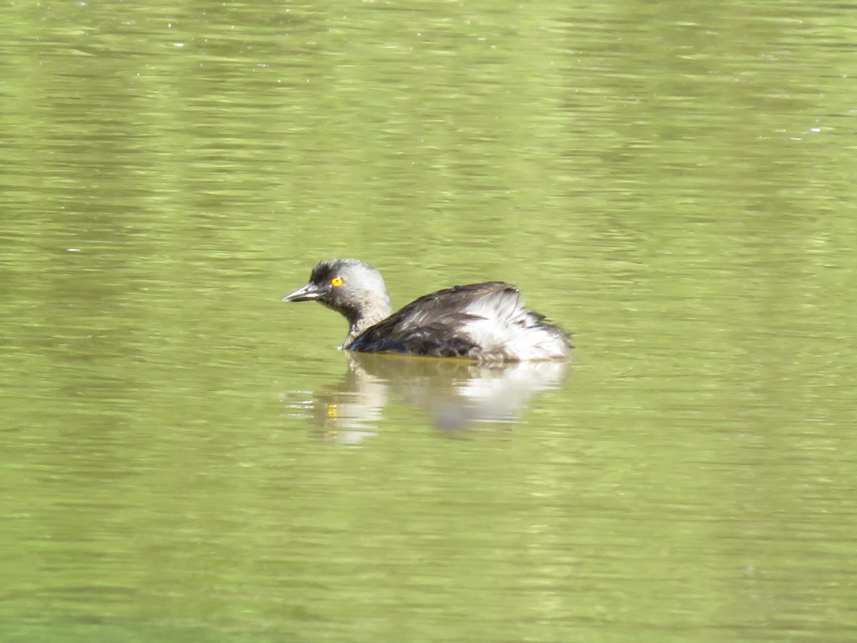 Least Grebe - ML385194651