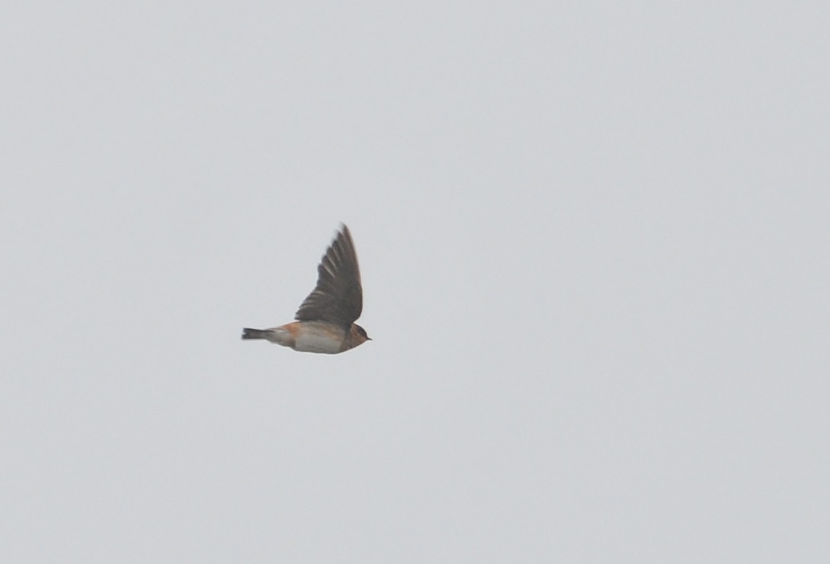 Cave Swallow - ML385196391