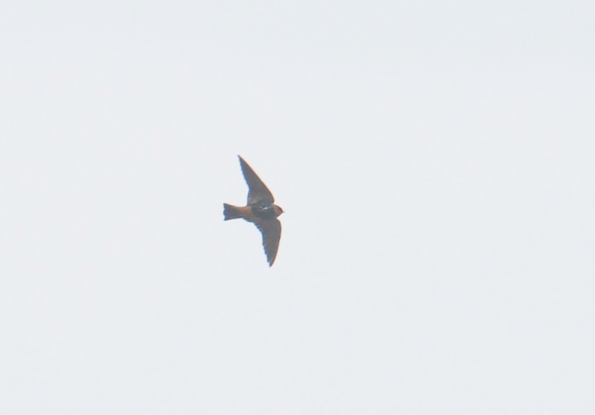 Cave Swallow - ML385196401