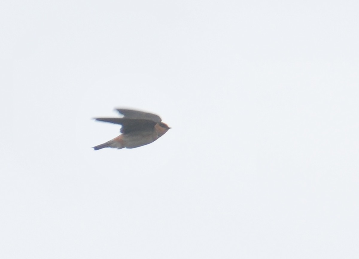 Cave Swallow - ML385196431