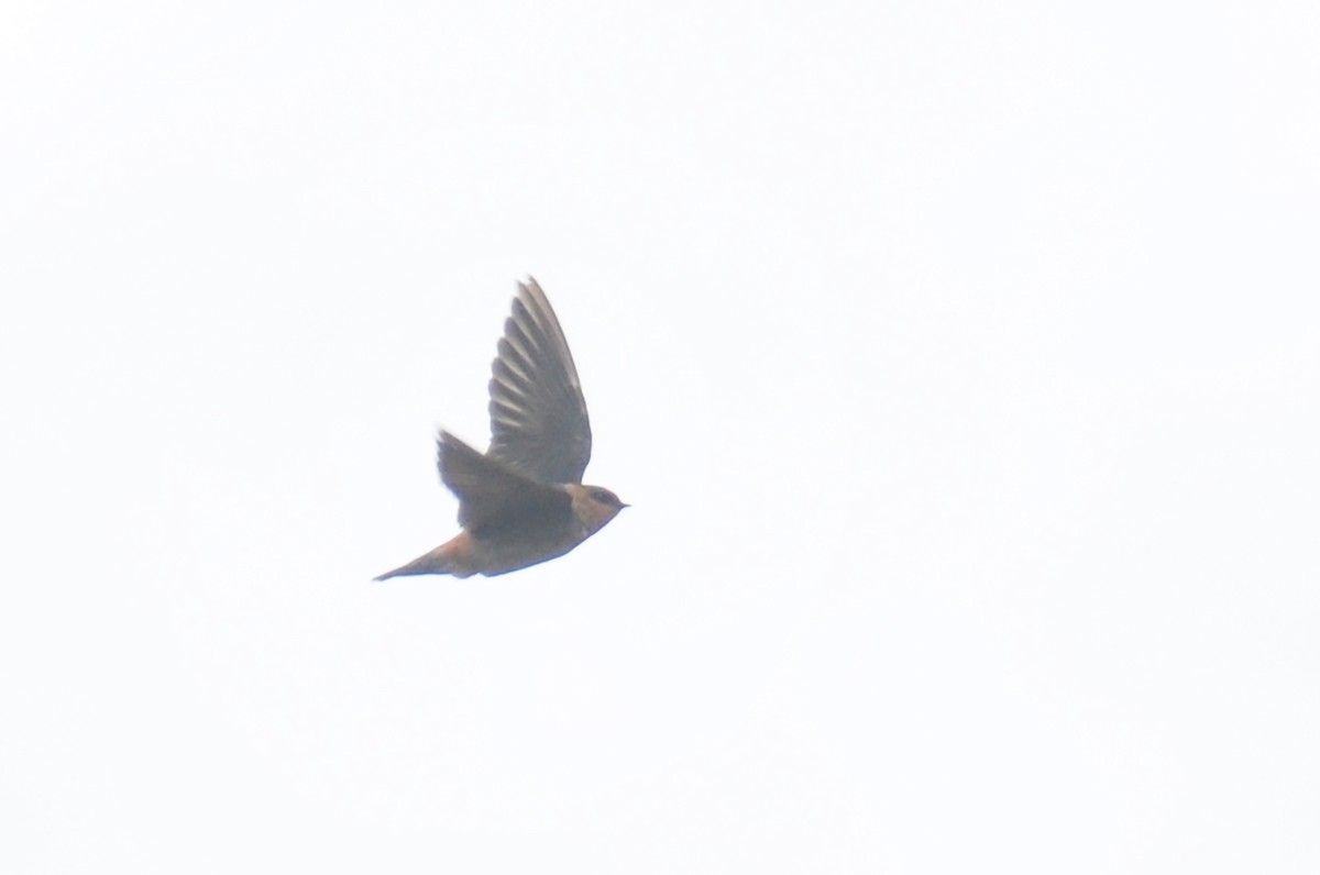 Cave Swallow - ML385196441