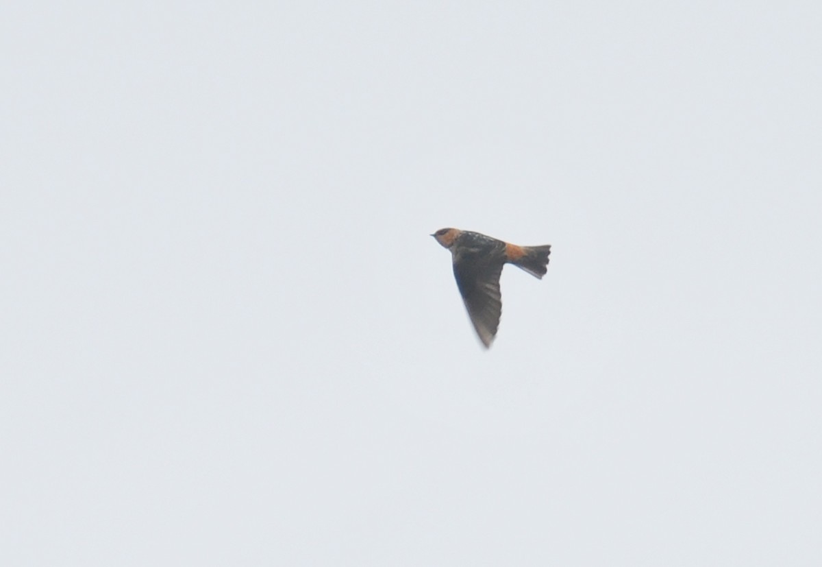 Cave Swallow - ML385196481