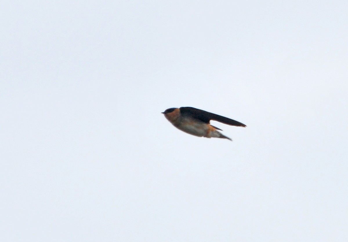 Cave Swallow - ML385196491