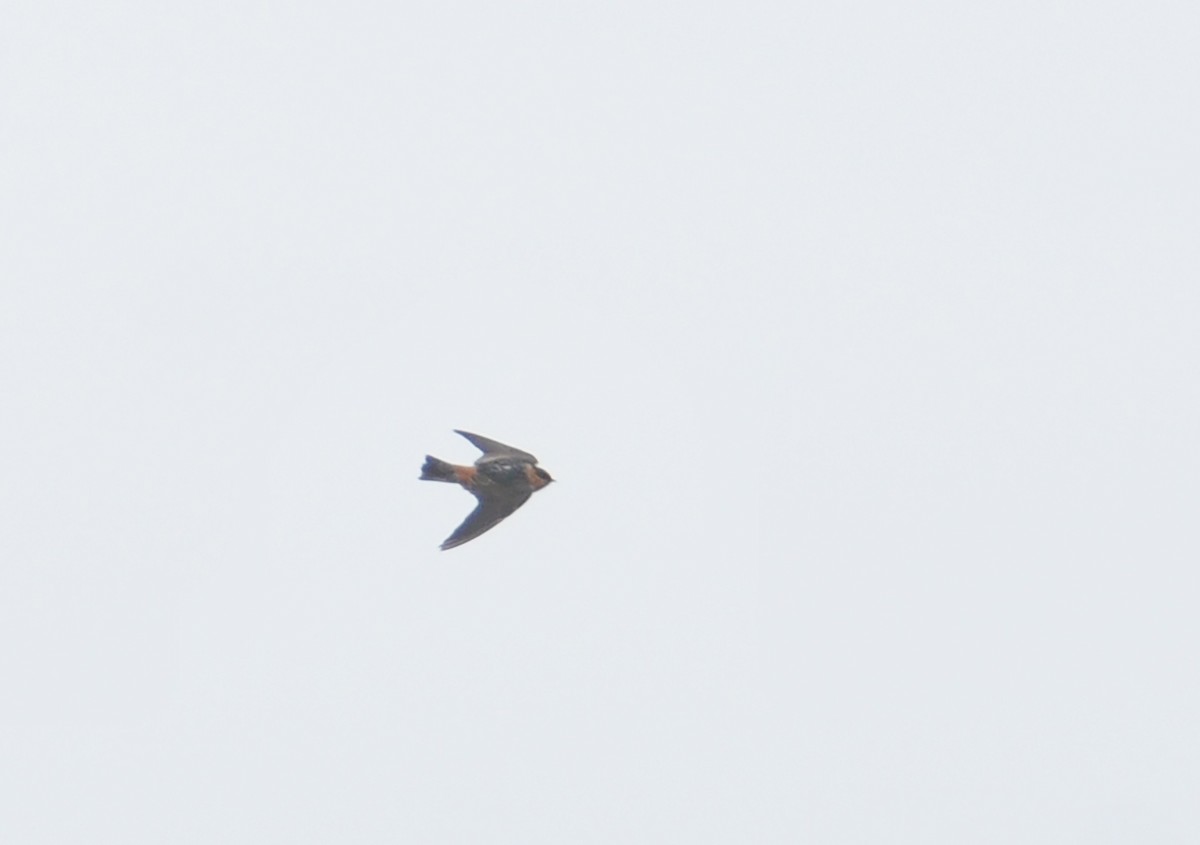 Cave Swallow - ML385196571