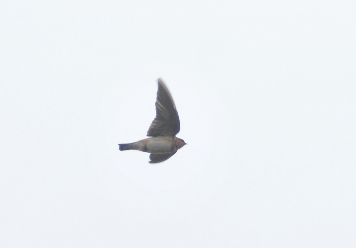 Cave Swallow - ML385196581