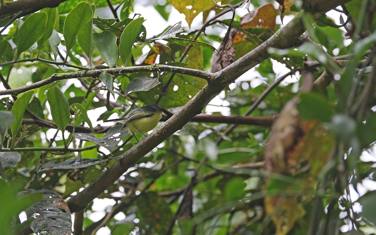 Common Tody-Flycatcher - ML385198841