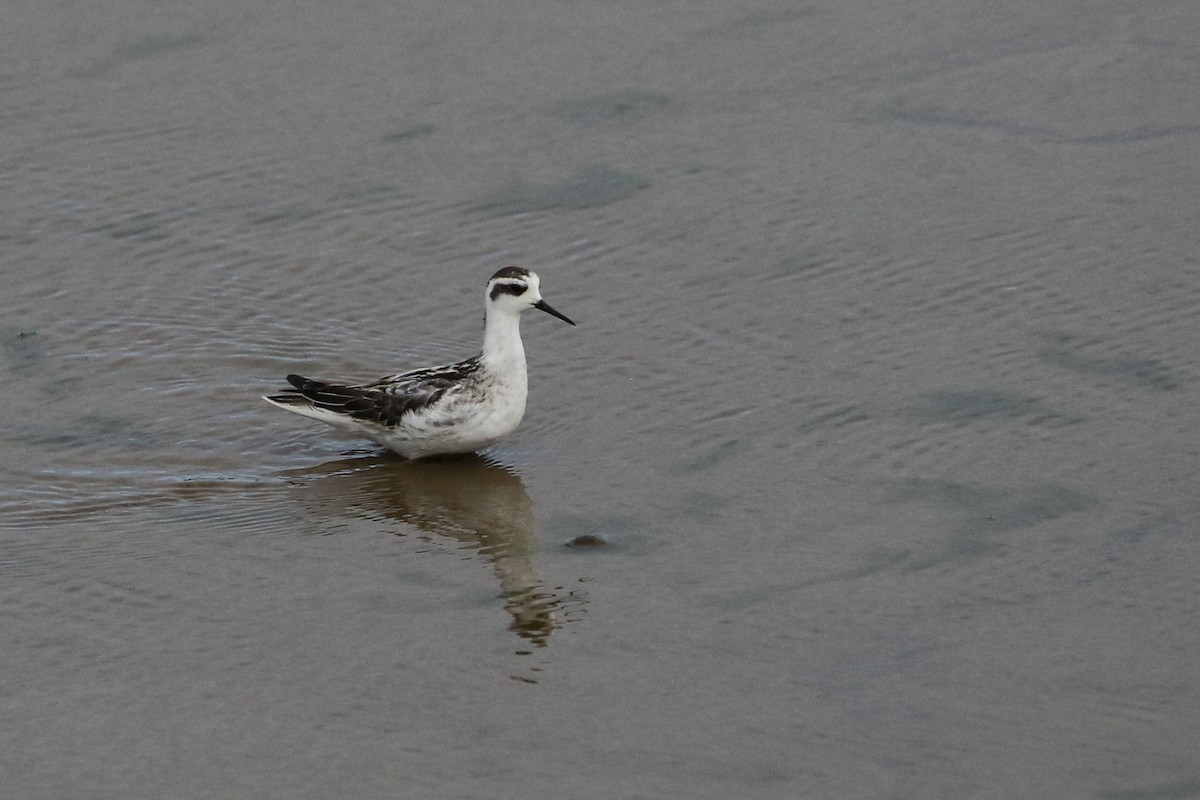 Red-necked Phalarope - ML385199401