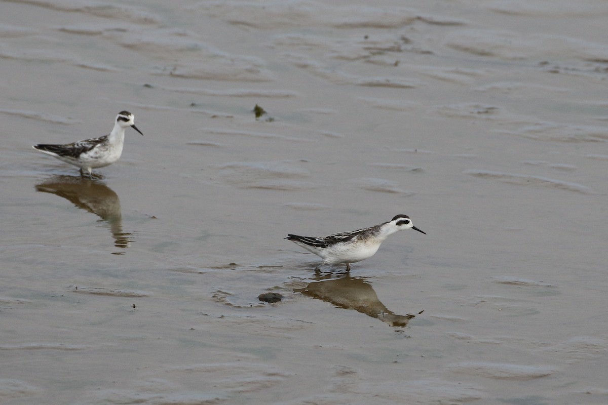 Red-necked Phalarope - ML385199411