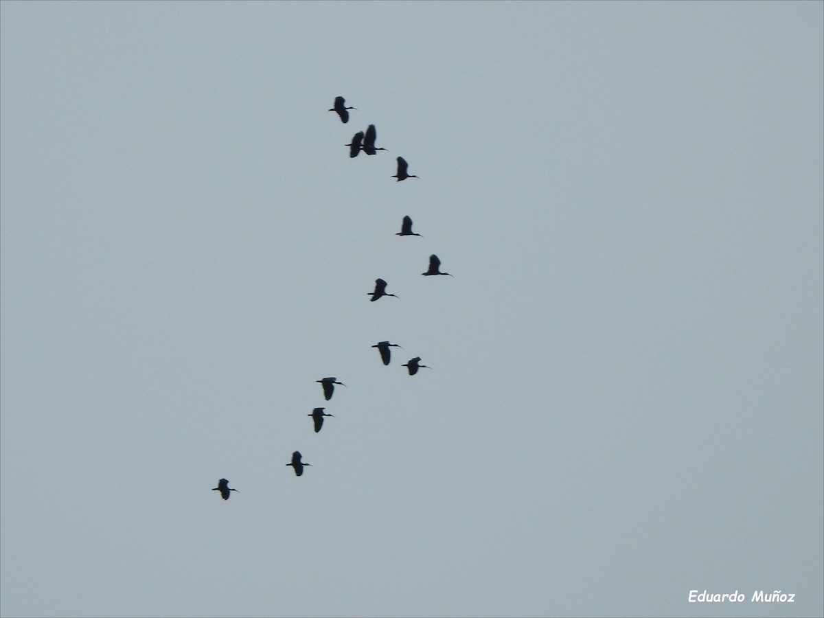 Bare-faced Ibis - ML385199501