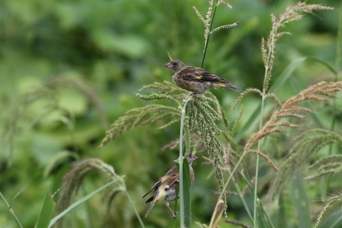 Oriental Greenfinch - ML385202111