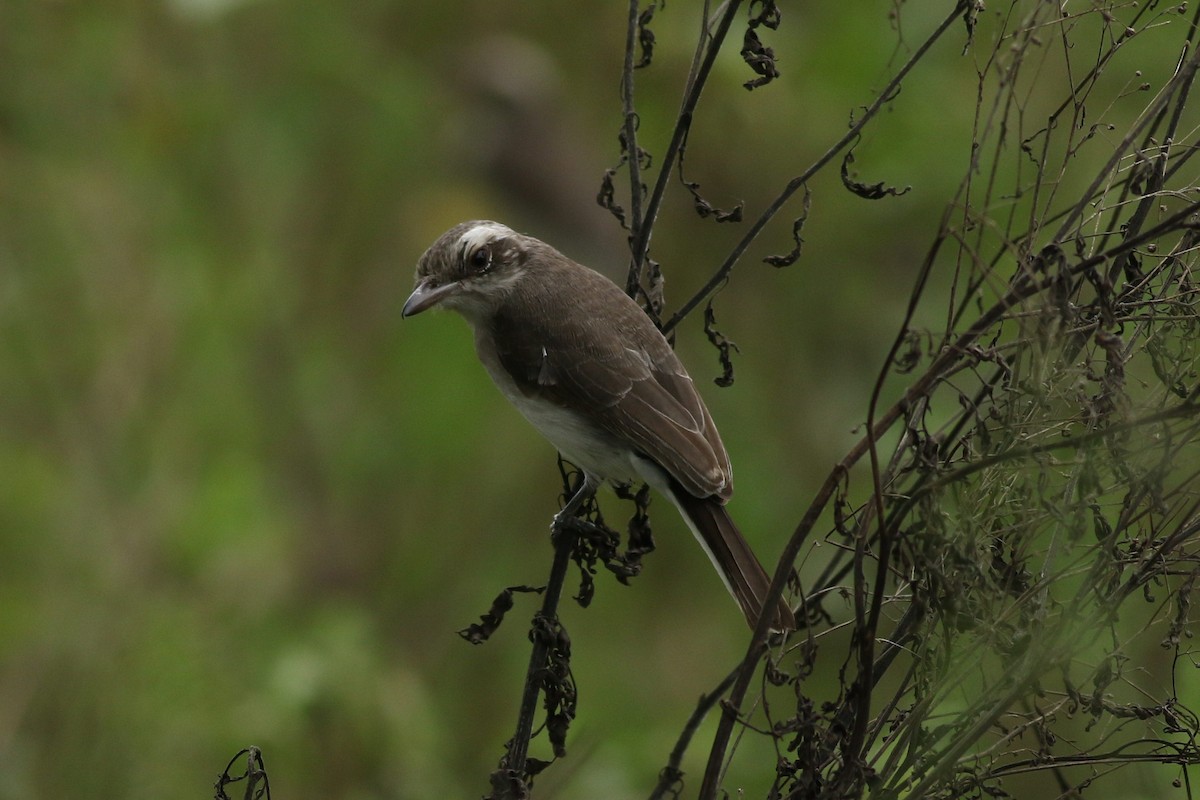 Common Woodshrike - ML385202221