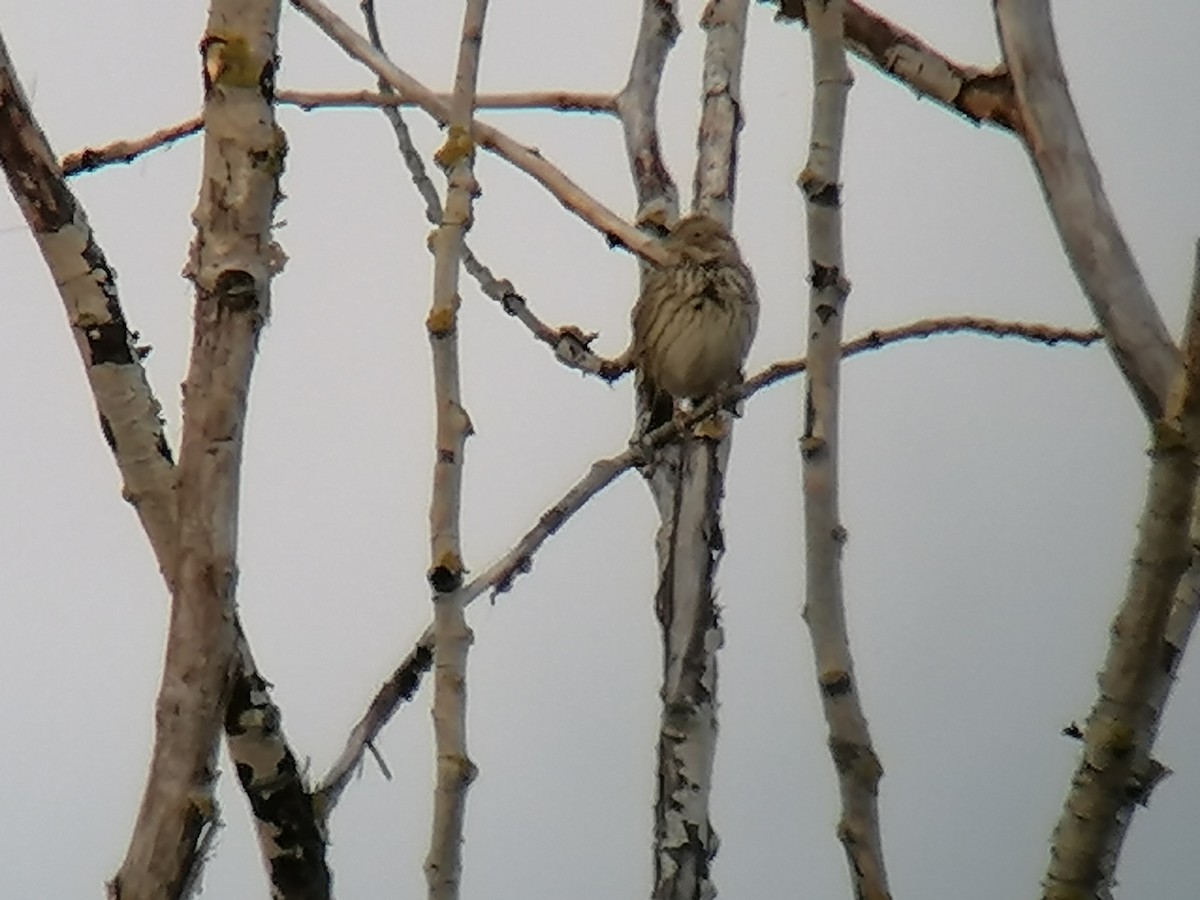 Corn Bunting - ML385204681