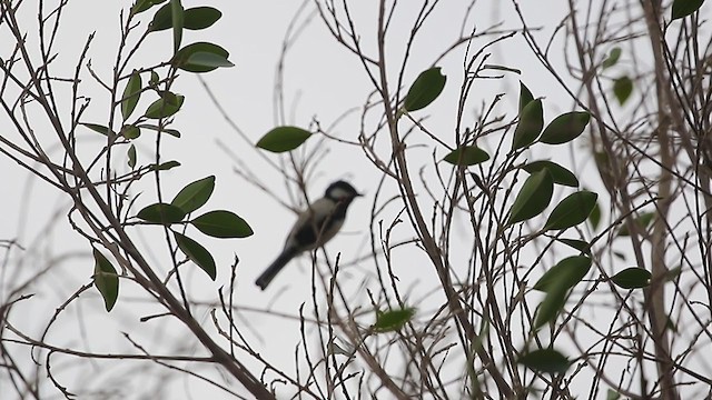 Japanese Tit - ML385205041