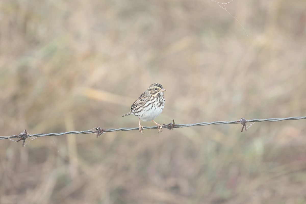 Savannah Sparrow - ML385206111