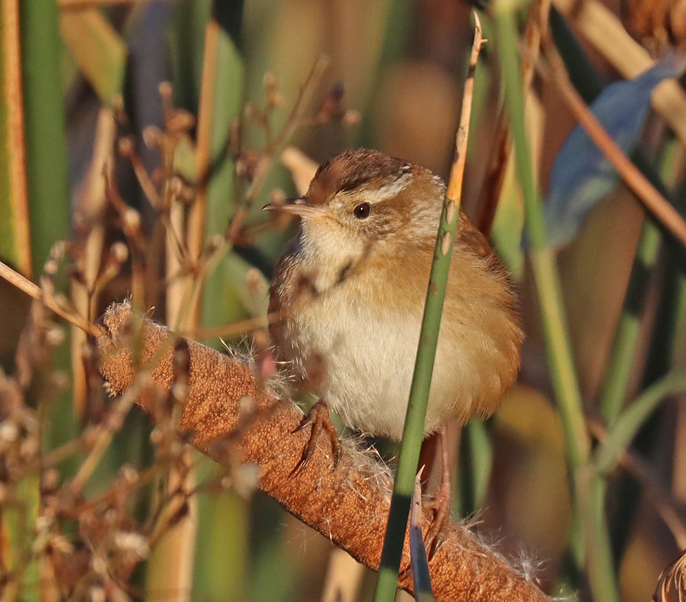 Marsh Wren - ML385207731