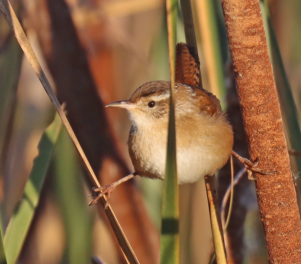 Marsh Wren - ML385207741