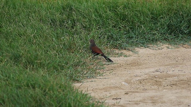 Greater Coucal - ML385208001