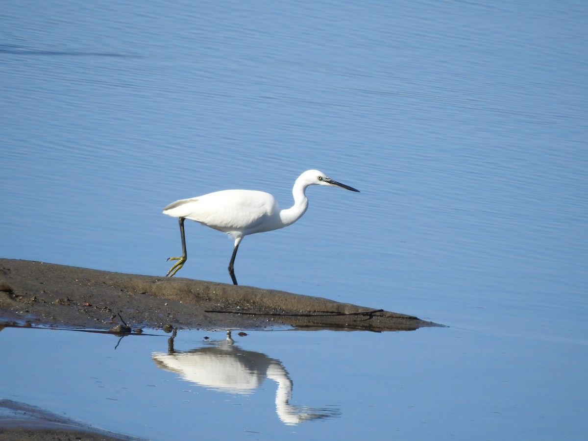 Little Egret - ML385208161