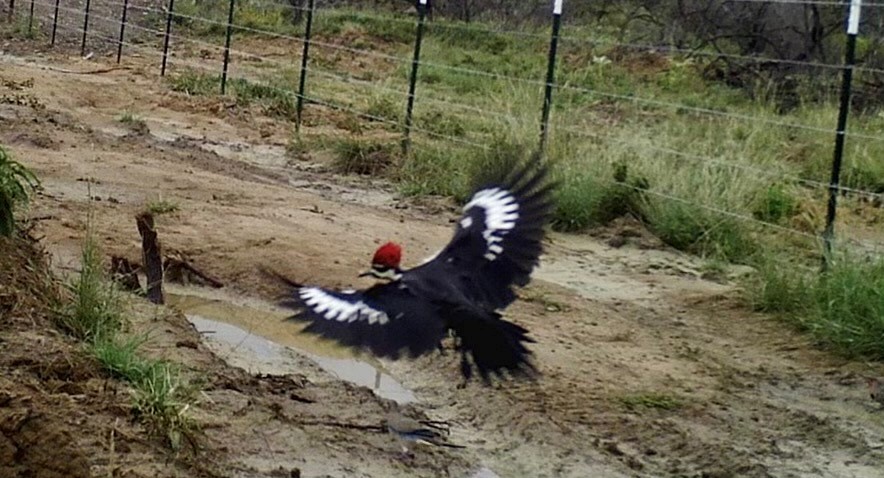 Pileated Woodpecker - ML385208481