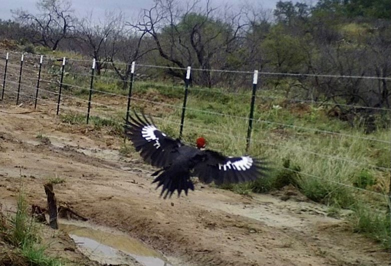 Pileated Woodpecker - ML385208501