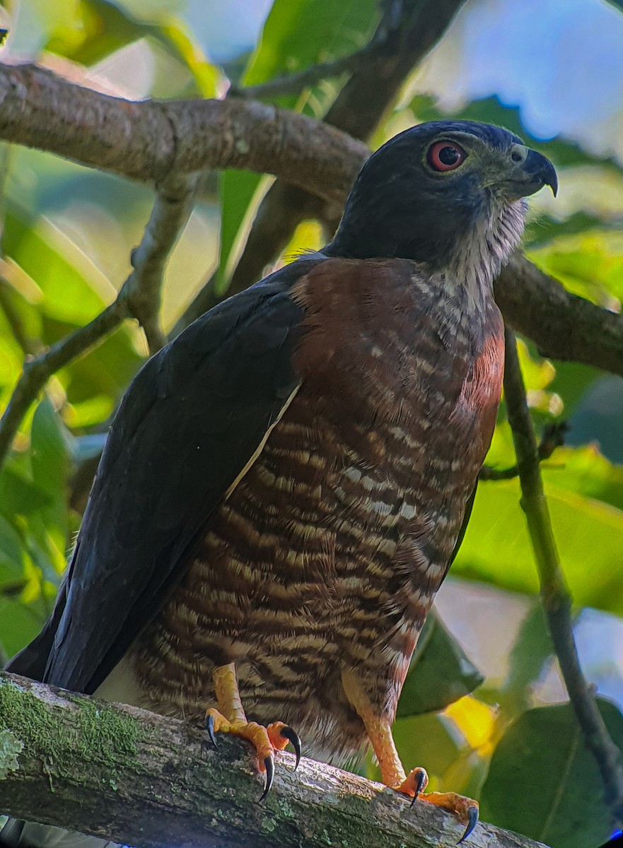 Double-toothed Kite - ML385210471