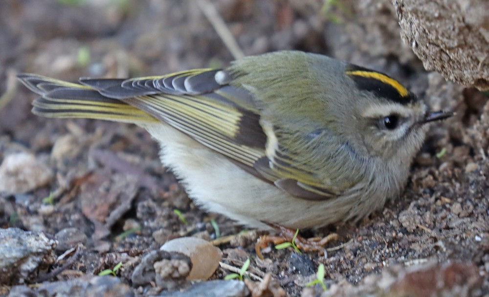 Golden-crowned Kinglet - ML385211101