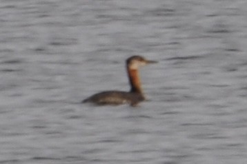 Red-necked Grebe - Tom  Pinter